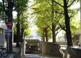 To Ishikawadai Area; through Gingko tree lined road.